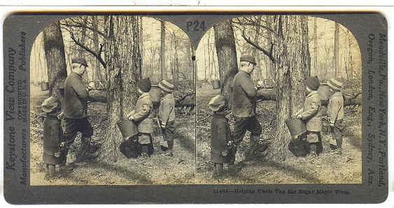 Keystone Stereoview Man Tapping Sugar-Maple Tree PA from 1910s Education Set #B 